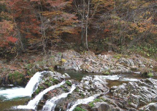 ２００９年１１月１日　紅葉