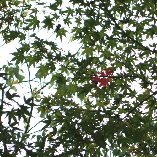 ポッシュ広場　紅葉３
