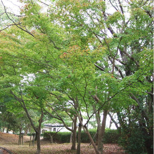 ポッシュ広場　紅葉1